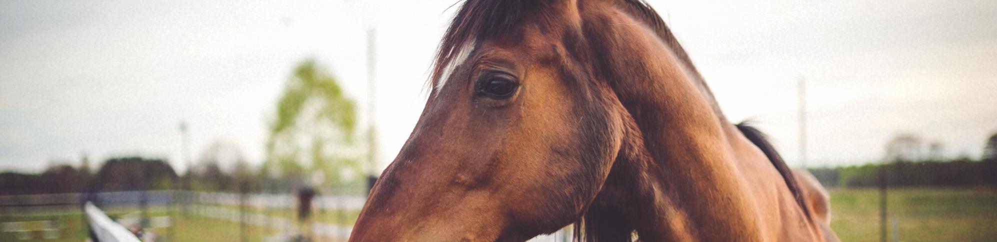 La alegoría del carruaje Un caballo marrón